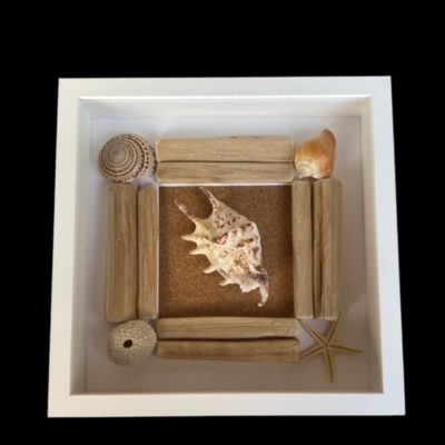 Cadre décoratif coquillages